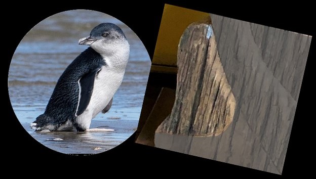 El pinguino azul en la escultura de San Francisco de Asís por IBO